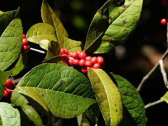 {Ilex verticillata}
